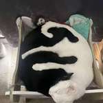 image for These two cats