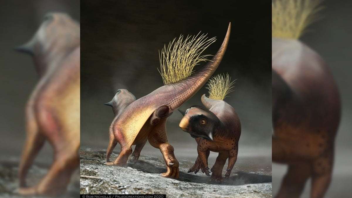 image for 1st preserved dinosaur butthole is 'perfect' and 'unique,' paleontologist says