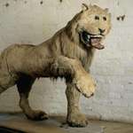 image for King Frederick I of Sweden sent a taxidermist his favorite lion who had died. (1731)