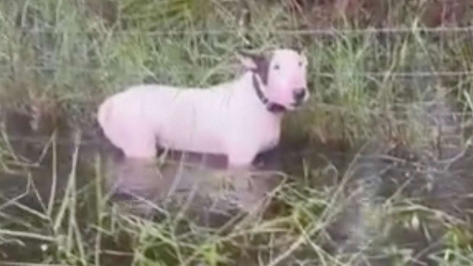 image for Man arrested for animal cruelty after dog found tied to post in floodwaters ahead of Hurricane Milton