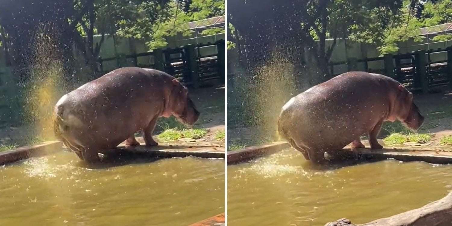 image for Hippo splashes horrified visitors with watery faeces at Indonesia zoo