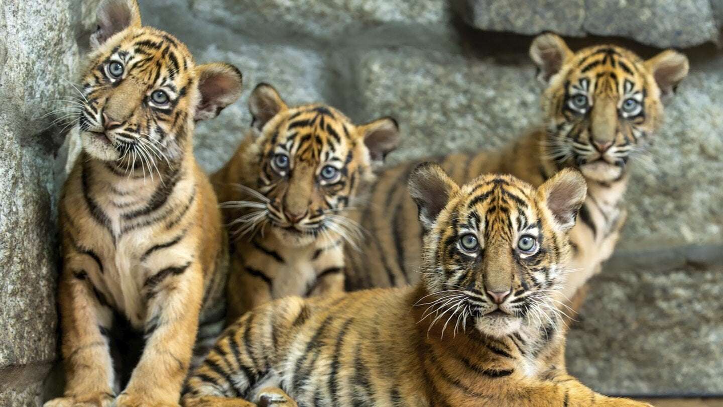 image for Polish zoo celebrates the birth of 4 Sumatran tigers, a critically endangered species