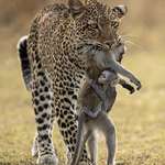 image for A Mother's Loss, A Baby's Hope: The Wild's Harsh Reality (clicked by Igor Altuna)