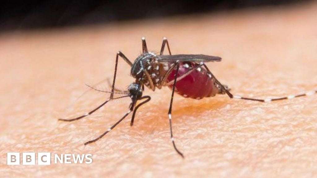 image for Egypt declared malaria-free by World Health Organization