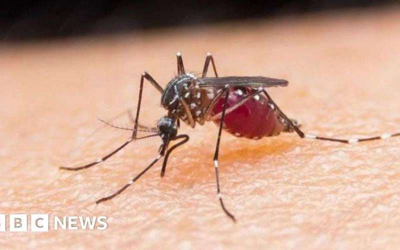 image for Egypt declared malaria-free by World Health Organization