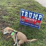image for My dog made a political statement on her walk this morning.