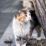 image for I met this beautiful stray cat in front of a restaurant