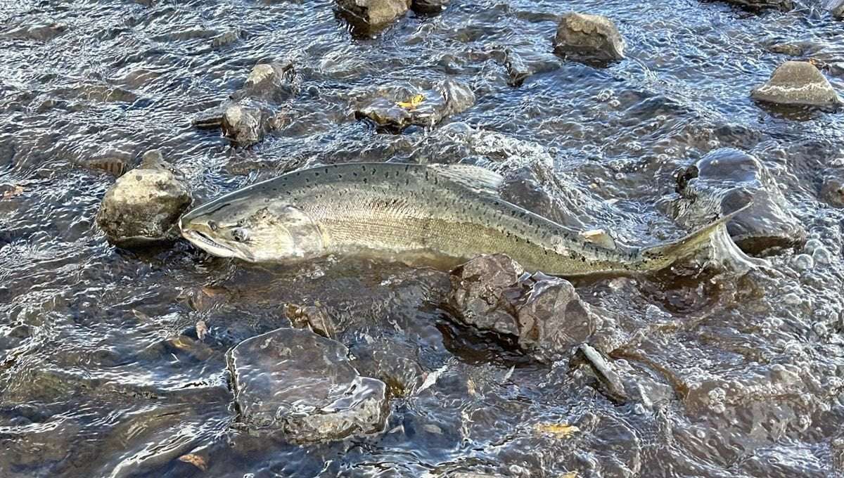 image for Salmon Return To Oregon’s Klamath Basin For The First Time Since 1912