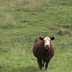 image for Forget politics, look at this cow