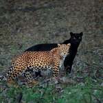 image for A leopard and a black panther spotted together