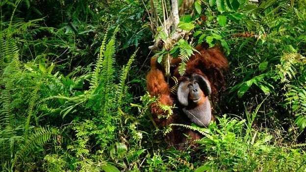image for Industrial wastelands to wildlife oases: Five nature wins that have actually worked