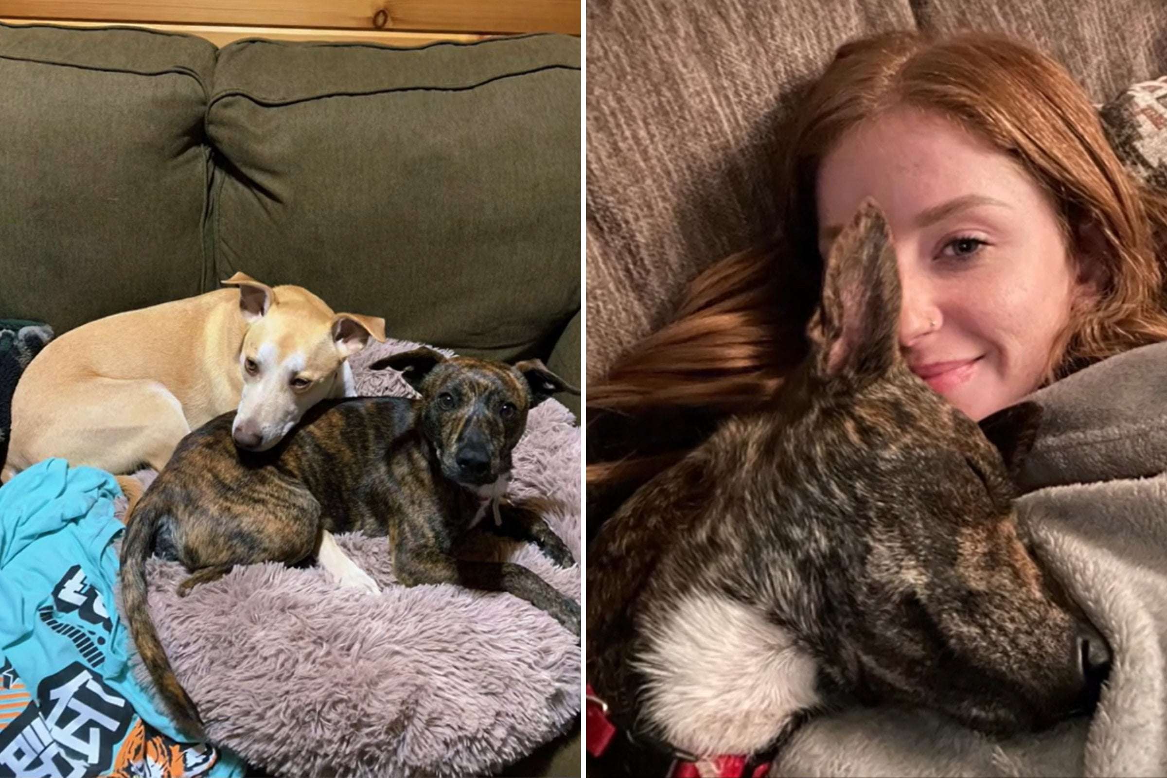 image for Dog Falls In Love With Stray, Owner Knows What to Do—'The Easiest Decision'