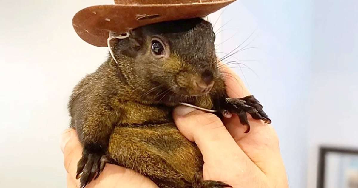 image for New York state officials seize Instagram-famous squirrel named Peanut from owner