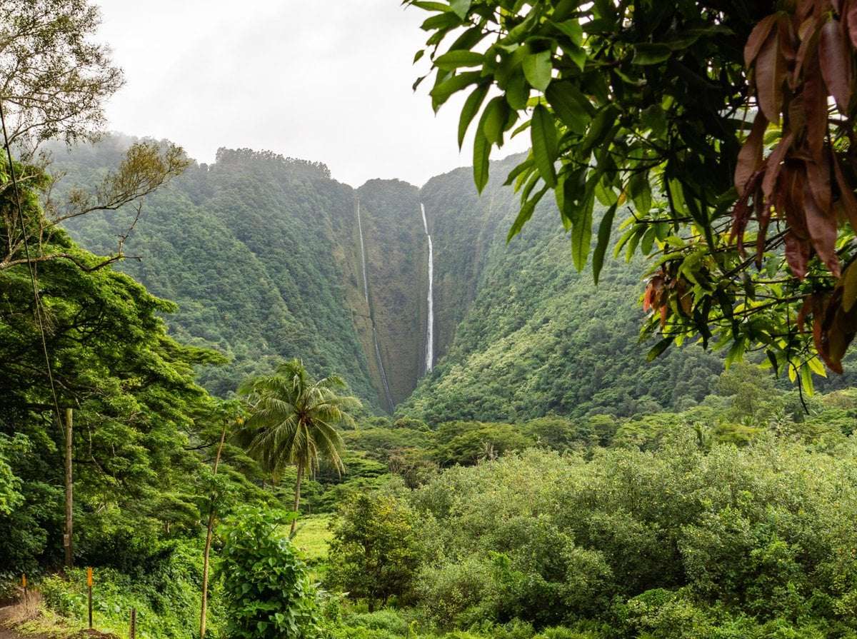 image for Hawai‘i Gets $9.1M Boost for Forest Restoration 🌴