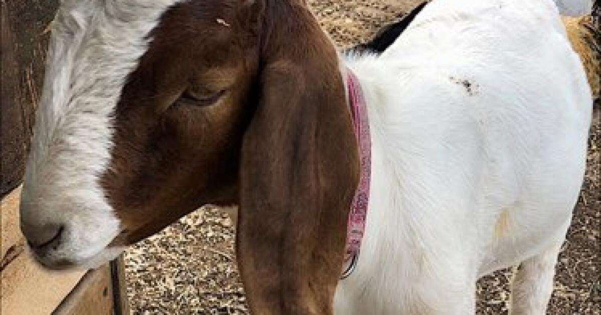image for After deputies took her pet goat to be butchered, girl wins $300,000 from Shasta County
