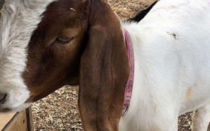 image for After deputies took her pet goat to be butchered, girl wins $300,000 from Shasta County