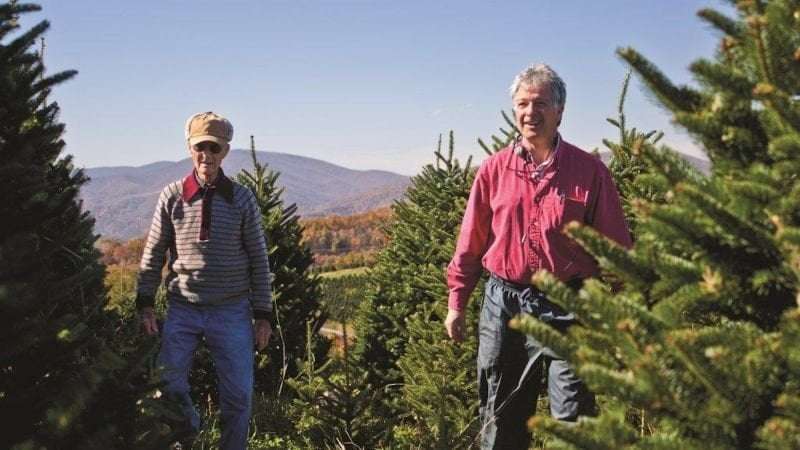 image for White House Christmas tree chosen from North Carolina area hit hard by Hurricane Helene