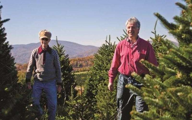 image for White House Christmas tree chosen from North Carolina area hit hard by Hurricane Helene