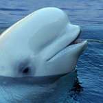 image for People are farming upvotes with ballot photos, but I’m Canadian… so here’s a beluga.