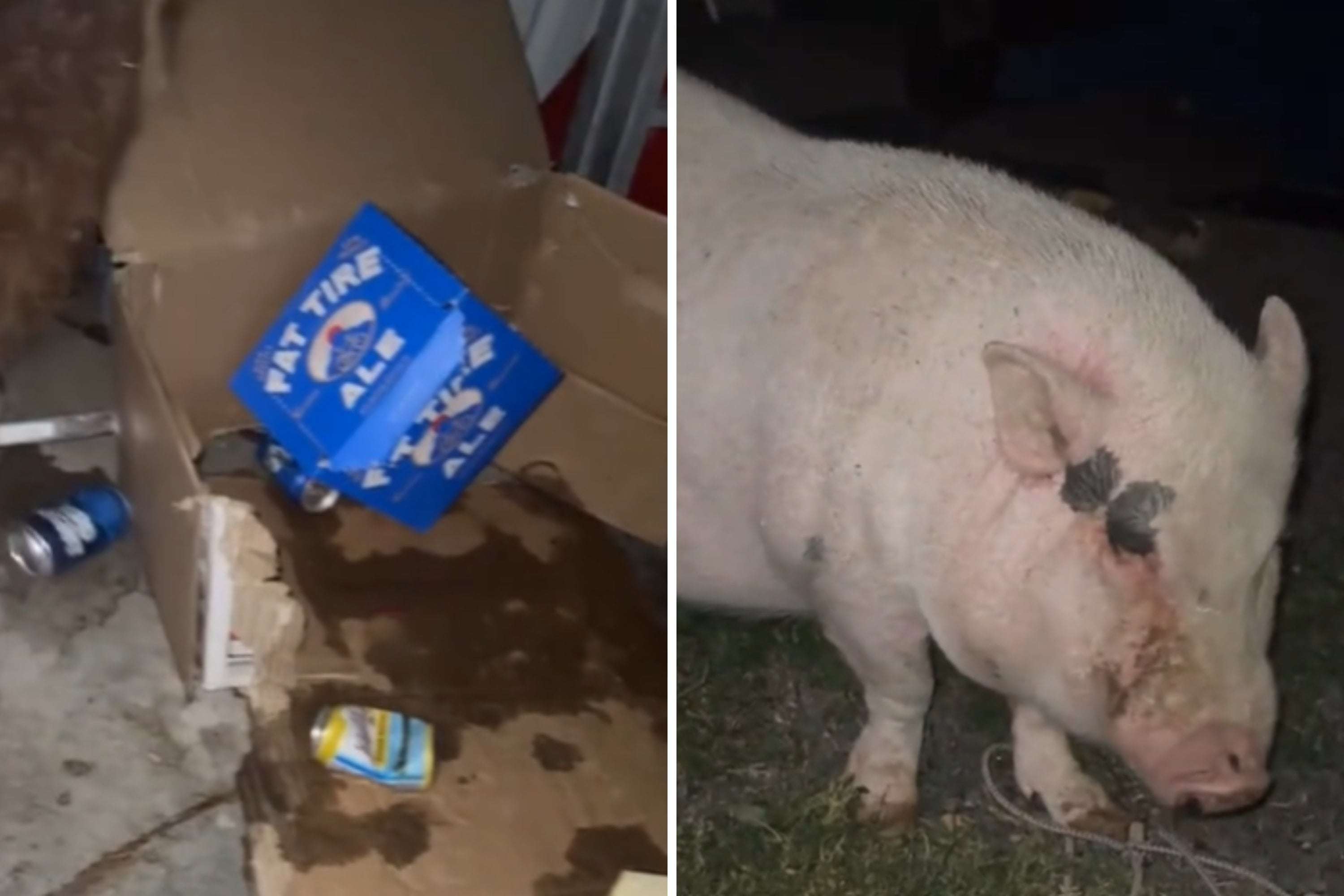 image for Pet Pig Breaks Into Garage, Gets 'So Drunk' on Owner's Beer