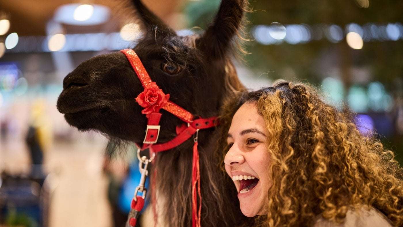 image for Anxious at the Portland airport? Beni the Llama is here for you, spreading joy