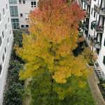 image for Here. A wonderful tree from my backyard. May it distract you for a couple of seconds with its besuty