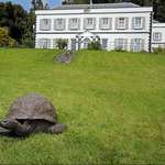 image for Jonathan, a tortoise hatched around 1832, is the world's oldest known living land animal, aged 191.