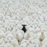 image for Alone in the crowd