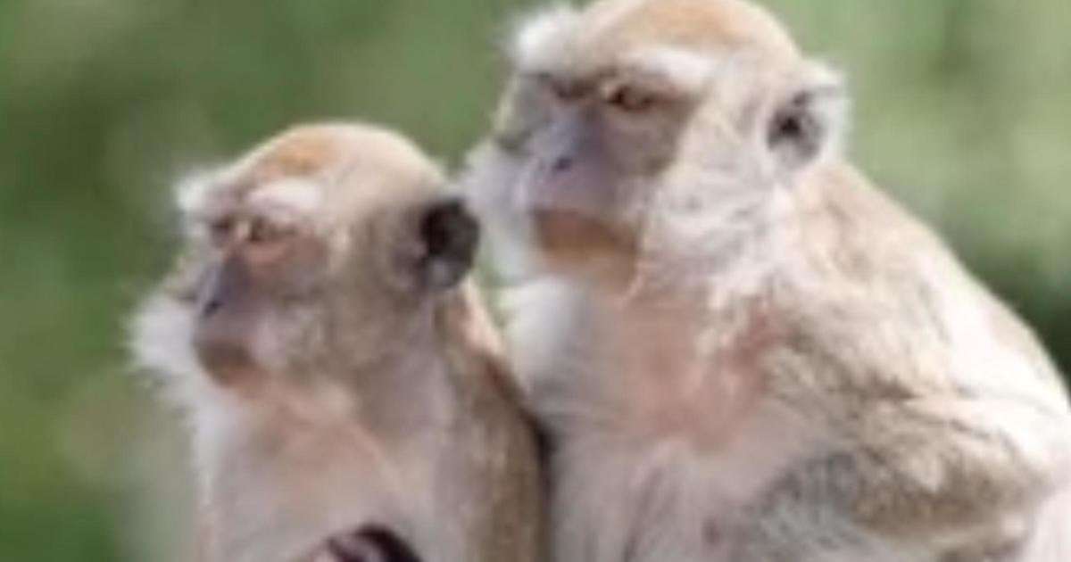 image for 1 monkey recovered safely, 42 others still remain on the run from South Carolina lab
