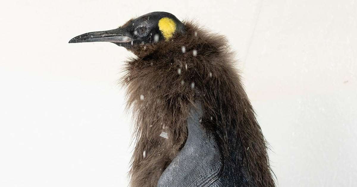 image for See Pesto the viral baby penguin grow up as he sheds brown feathers in new pics