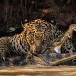 image for "Deadly Bite," taken by Ian Ford, finalist for Wildlife Photographer of the year