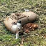 image for A fawn curled up beside a fake deer that was used for target practice