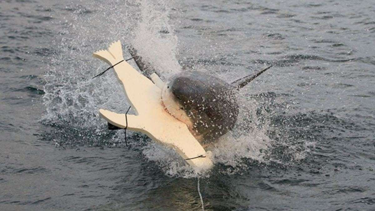 image for How to stop sharks attacking surfers? Scientist has lightbulb moment