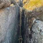 image for Caribou skeleton found in Greenland by Jens Bjerge