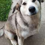 image for My good girl, Tara