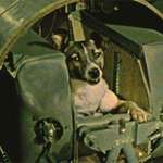image for Laika, the first dog in space. No provisions were made for her return, and she died there, 1957.