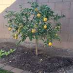 image for My lemon tree did pretty well this year
