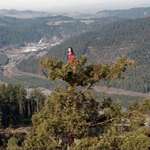 image for On December 10, 1997 Julia Hill climbed a redwood tree. She didn’t come down for another 738 days.