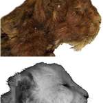 image for 35,000 year-old saber-toothed kitten with preserved whiskers pulled from permafrost in Siberia