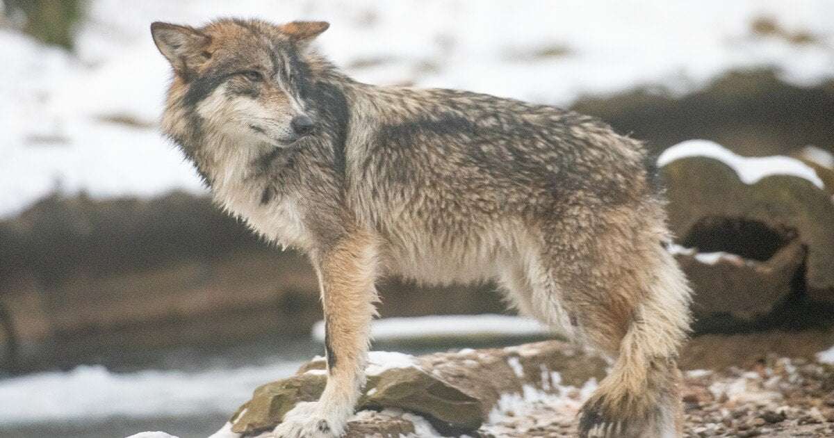 image for $103,500 reward for information on the death of a Mexican gray wolf near Flagstaff