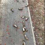 image for Completely irresponsible waxwing birds, tend to eat fermented fruit and then lie drunk on the side.