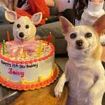 image for This is Daisy. She celebrated her quinceañera with a cake almost as adorable as she is.