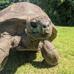 image for Say hello to Jonathan he was born in 1832 & is 192 years old.