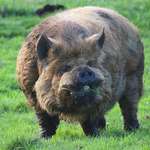 image for An absolute unit of a Kunekune pig