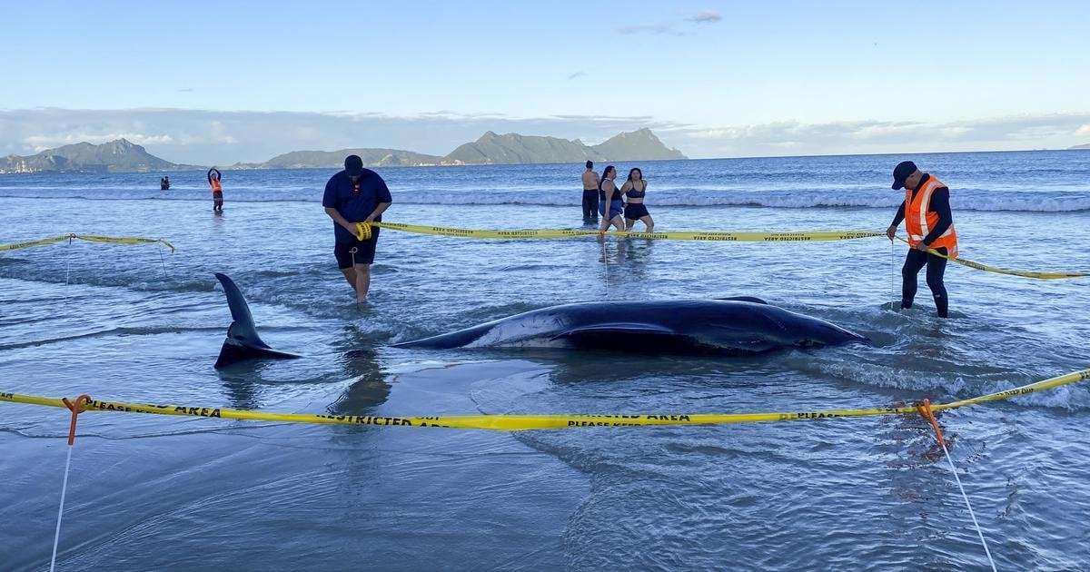 image for More than 30 stranded whales rescued in New Zealand by people lifting them on sheets