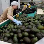 image for These are avocados that will soon be much more expensive under Trump’s 25% tariff on Mexico