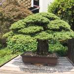 image for Bonsai Tree that’s close 400 years old. Survived Hiroshima & gifted To the US in 1976