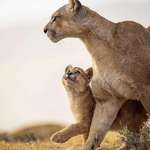 image for A Cub looking at his Mom with love 🥹