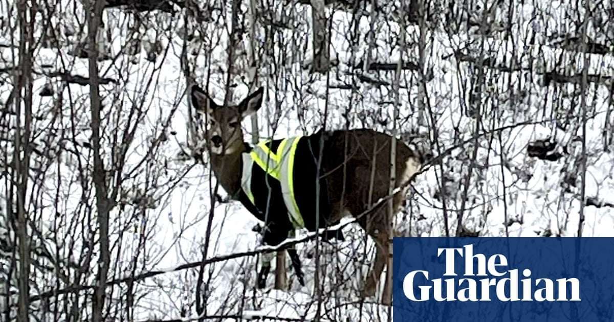 image for Elusive deer spotted wearing high-vis jacket in Canada: ‘Who is responsible?’