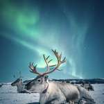 image for Reindeer resting under the northern lights in Norway